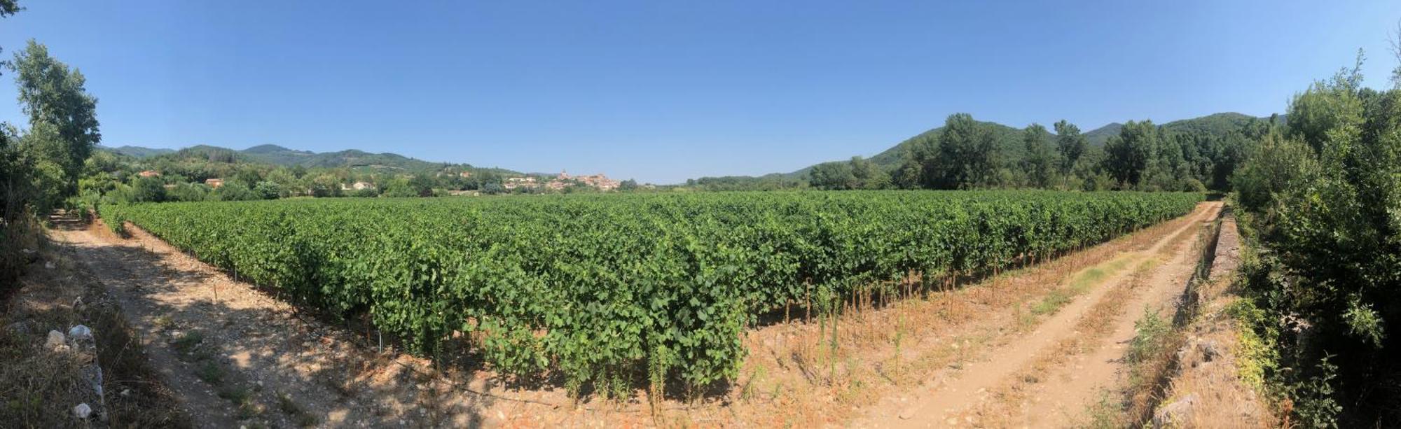 Villa Les Martinets-Piscine-Jacuzzi-Voie Verte-Gorges D'Heric-Massif Du Caroux Mons Olargues 34600 Le Poujol-sur-Orb Zewnętrze zdjęcie